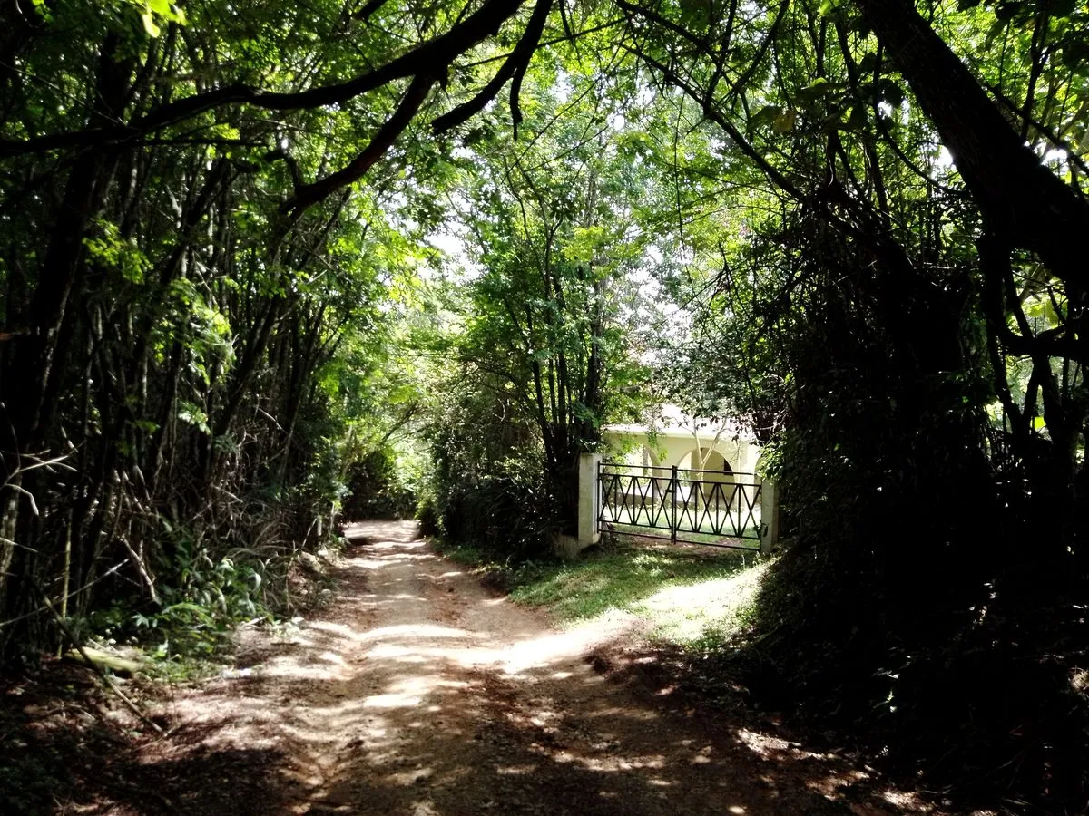 Chemin de terre ombragé sous les arbres menant à un portail métallique ajouré devant une maison blanche